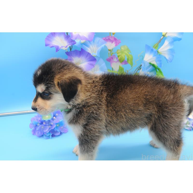販売中の岡山県のミックス犬-399893の4枚目